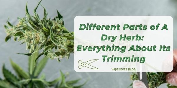 Different Parts of A Dry Herb: Everything About Its Trimming