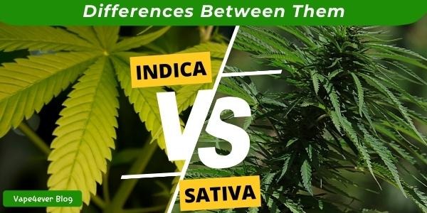 Indica vs Sativa: What Are the Differences Between Them?