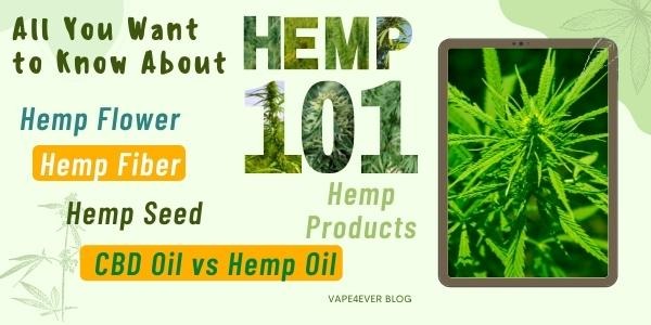 Hemp 101: A Beginner’s Guide on All You Want To Know About This Plant