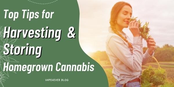 Top Tips for Harvesting and Storing Homegrown Cannabis