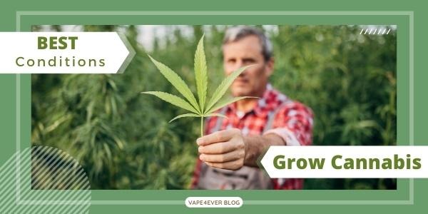 What Are The Best Conditions to Grow Cannabis Plant