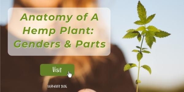 Anatomy of A Hemp Plant: Genders And Parts